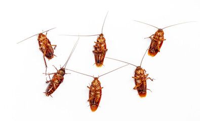 close up group of Dead cockroach thailand on white background