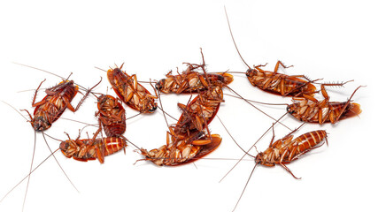 close up group of Dead cockroach thailand on white background