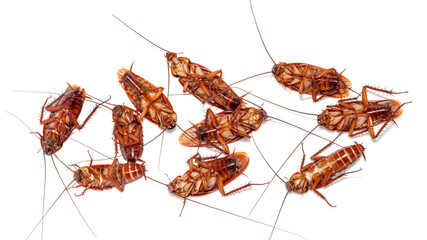 close up group of Dead cockroach thailand on white background