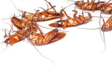close up group of Dead cockroach thailand on white background