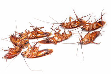 close up group of Dead cockroach thailand on white background