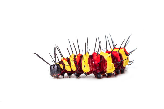 close up larva of caterpillar, isolated on a white background