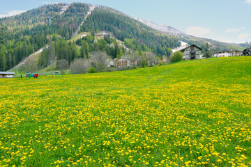 Green field full of yellow dandelions. Rural scene inspiring peace and relaxation with green hill and trees. Blue sky on the background.