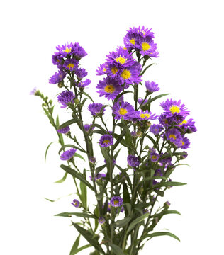 Small purple aster flower inflorescence  isolated on white background