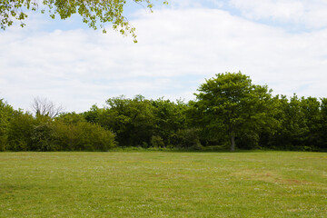 Landscape view of rural field with trees in the background, Isle of Grain, Kent, England, late spring