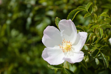 Close up of white dog rose blossoming, shallow depth of field, foliage background