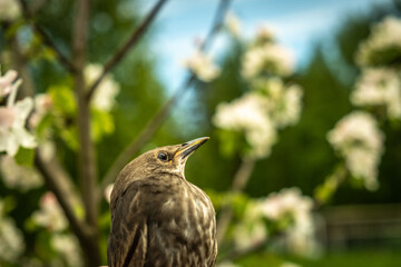 Songbird chick. Down and feathers of a young bird. Russia. Day. Spring.