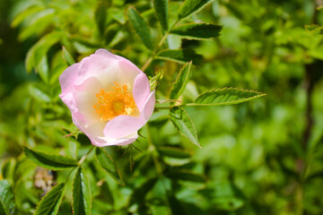 Fototapeta premium Close up of pink blossoming dog rose, shallow depth of field, green foliage, England, Kent in late spring, on a sunny day
