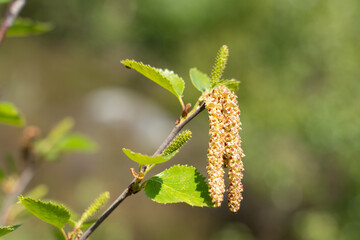 Downy Birch (Betula pubescens)