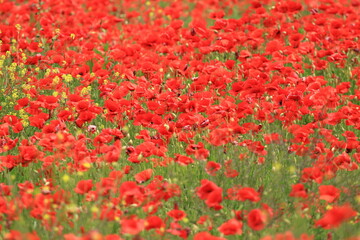 Field of poppies, colorful landscape of flowers