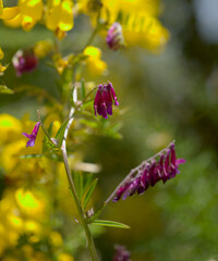 Flora of Gran Canaria -  Vicia villosa, fodder vetch natural macro floral background
