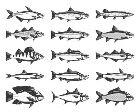 Vector fish illustrations isolated on a white background