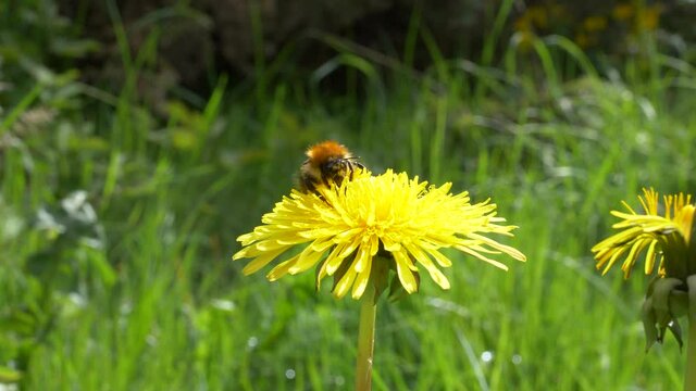 Common Carder Bee On Yellow Dandelion Flower Growing In The Field. - close up