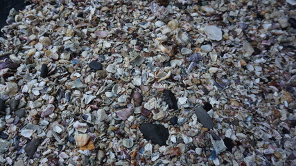 shells on the coast