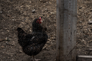 texture of brown wooden planks as background