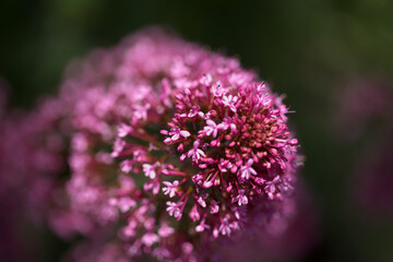 Flora of Gran Canaria -  Centranthus ruber, red valerian, invasive in Canaries natural macro floral background
