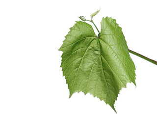 Young vine leaf isolated on white background with clipping path