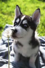 siberian puppy