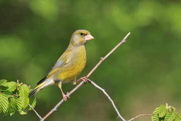 European greenfinch (Carduelis chloris). Bird sitting on a branch. Bird of Europe. Songbird in the nature habitat.