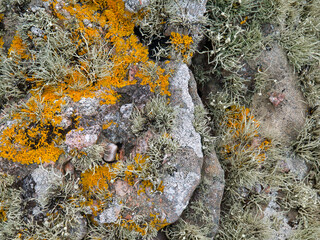 Yellow crotal lichen (xanthoria parietina) and beard moss lichen (usnea) growing on rock in southern Shetland, UK - obrazy, fototapety, plakaty