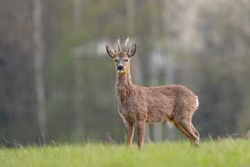 Beautiful roebuck standing on the meadow. Wildlife scene with a roe deer. Capreolus capreolus. 