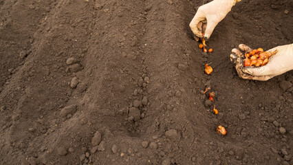 Spring, planting tulips in the ground. Bulbs are planted in rows. Selective focus.