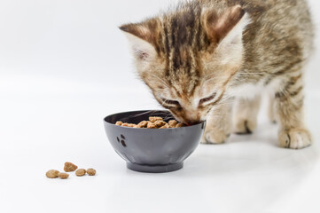 portrait of a one month old light brown striped kitten starting to eat kibble at weaning on a white background, shallow depth focus, close up