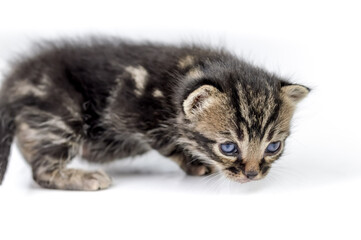portrait of a two-weeks-old brown striped kitten on a white background, shallow depth focus, close up
