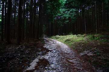 ヒノキの間の山道