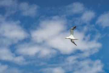 Gannet seabird, Morus Bassanus, in flight with blue sky in the background, near their habitat on Skellig islands, Ring of Kerry, Ireland