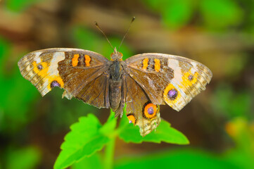 butterfly with broken wings