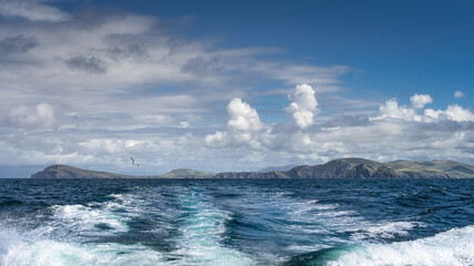 Gannet seabird tailing motorboat with beautiful Irish coastline, Kerry Cliffs, in the background, Portmagee, Iveragh Peninsula, Ring of Kerry, Ireland