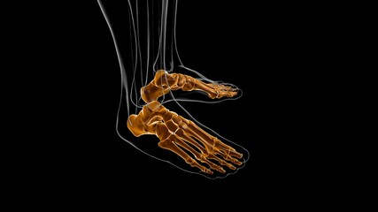 Human Skeleton Foot bones Anatomy For Medical Concept 3D