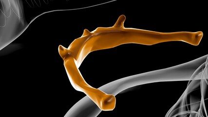 Human Skeleton Hyoid bone Anatomy For Medical Concept 3D