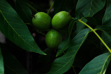 Green nuts on a tree branch