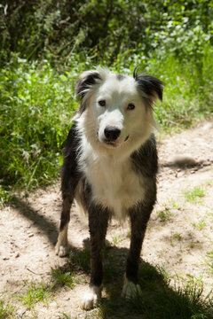 Chien Border Collie Dans Un Chemin