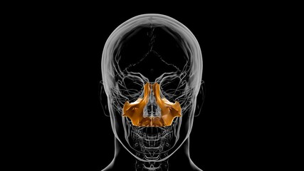 Human Skeleton Skull Maxillal Bone Anatomy For Medical Concept 3D