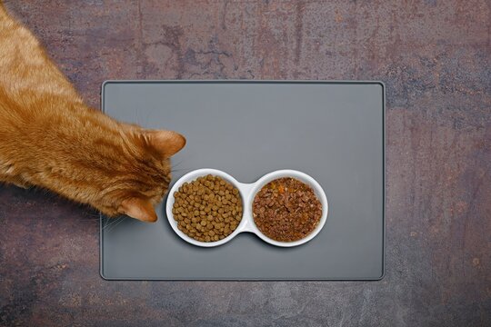 Overhead view of a red cat sniffs at wet and dry pet food from the ceramic food bowl. 