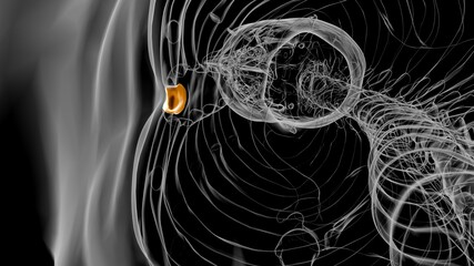 Human Skeleton Xiphoid process Anatomy 3D