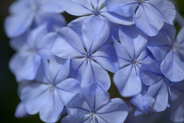 Fototapeta na wymiar Flowering blue Plumbago auriculata, cape leadwort natural macro floral background 