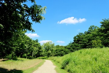 Fototapeta na wymiar 新緑の道　森　風景