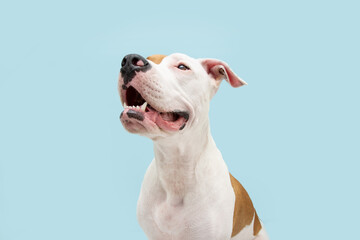 Profile attentive American Staffordshire dog looking away. Isolated on blue pastel background