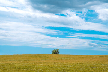 Fototapeta na wymiar One tree in the middle of a yellow spike field against a blue sky No people and empty copy space for Editor's text