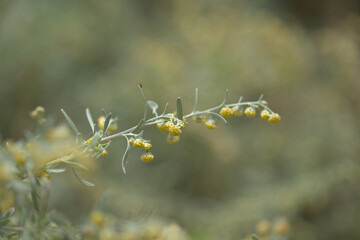 Flora of Gran Canaria - Artemisia thuscula, locally called Incense due to its highly aromatic proterties, natural macro floral background
