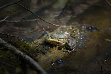 Water frog in the nature reserve Haff Reimech in Luxembourg