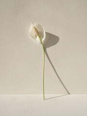 Floral composition of spathiphyllum (peace lilies) flower standing on white background. White...