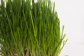 Green grass isoltaed on white background. Nature texture