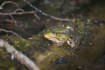 Water frog in the nature reserve Haff Reimech in Luxembourg