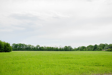 nature landscape, beautifull green field