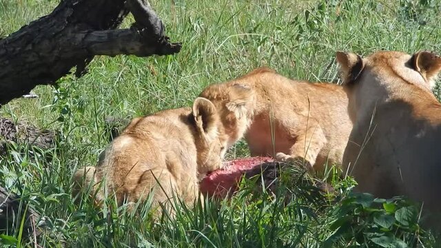 a Lioness and her cubs feasting on a meal